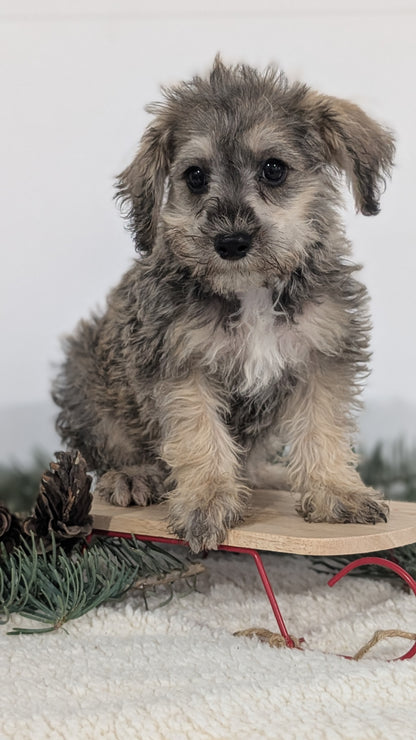 SCHNOODLE (09/20) MALE