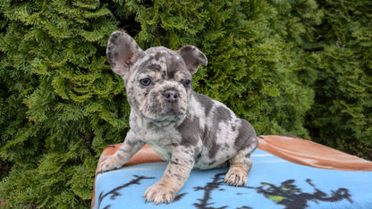 FRENCH BULLDOG (03/04) FEMALE