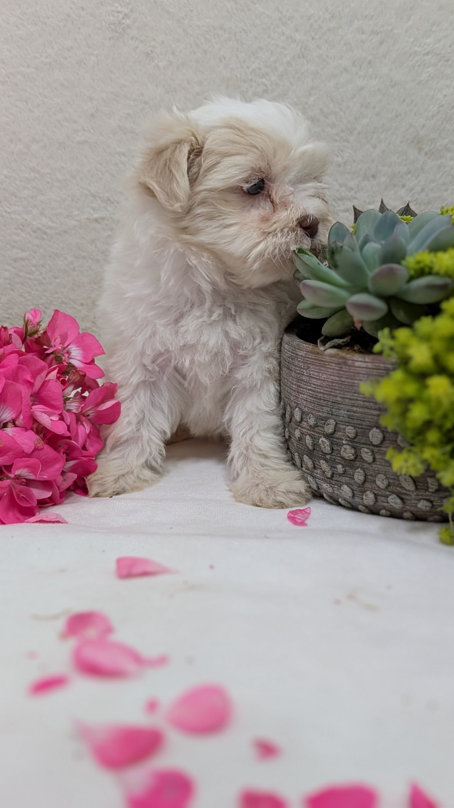 HAVANESE (09/13) FEMALE