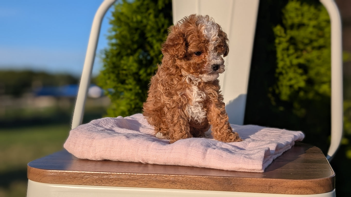 CAVAPOO (MAY 09) MALES