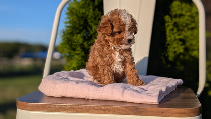 CAVAPOO (MAY 09) MALES