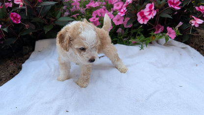 MINI AUSSIEDOODLE (06/21) MALE