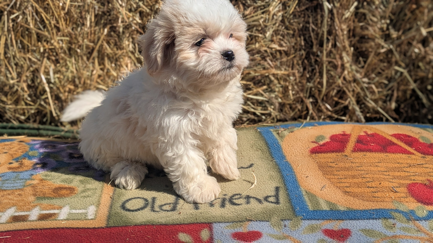 TEDDY BEAR (02/18) MALE