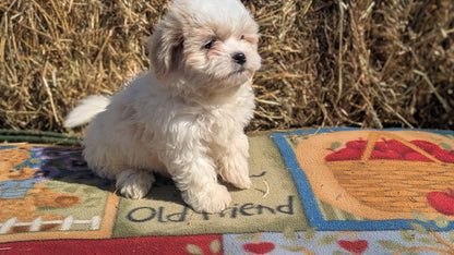 TEDDY BEAR (02/18) MALE