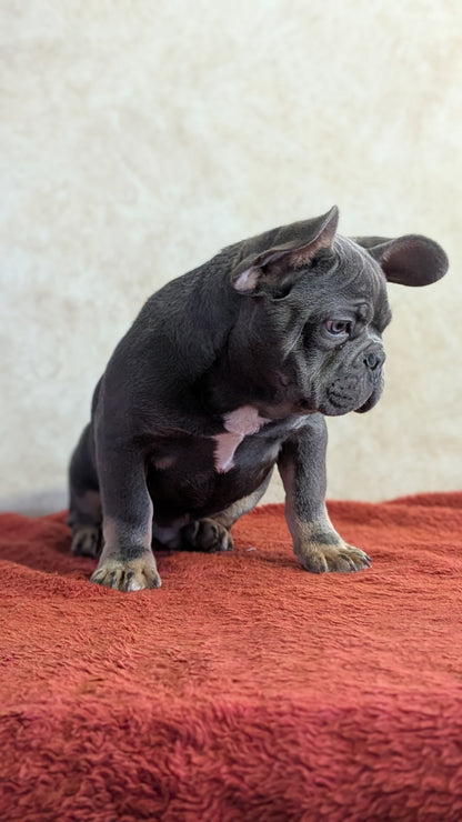 FRENCH BULLDOG (OCT 03) MALES