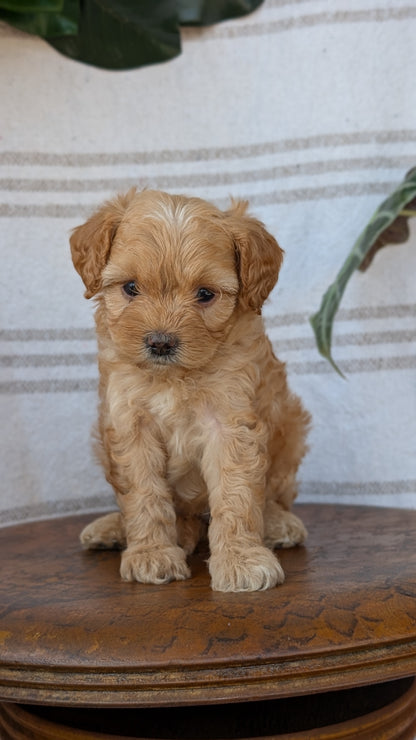 CAVAPOO (MAY 23) FEMALES