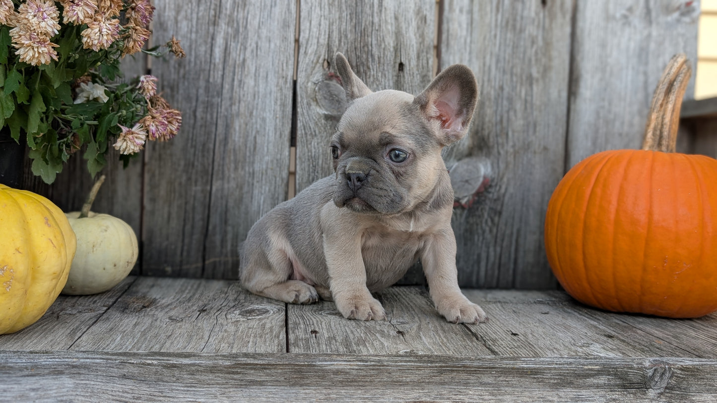 FRENCH BULLDOG (09/09) FEMALE