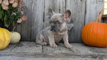 FRENCH BULLDOG (09/09) FEMALE