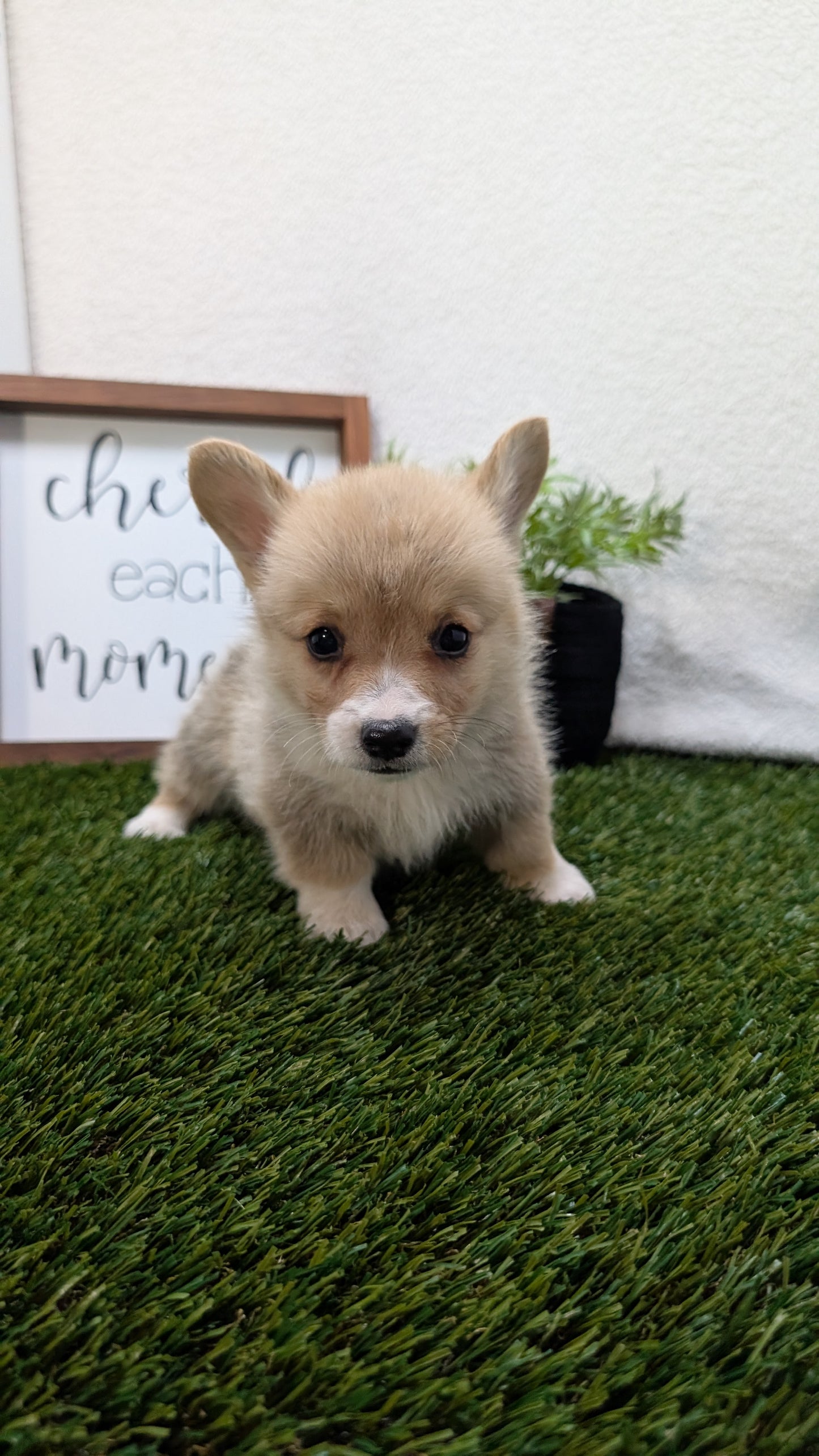 CORGI (07/10) MALE