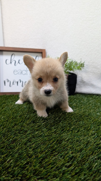 CORGI (07/10) MALE
