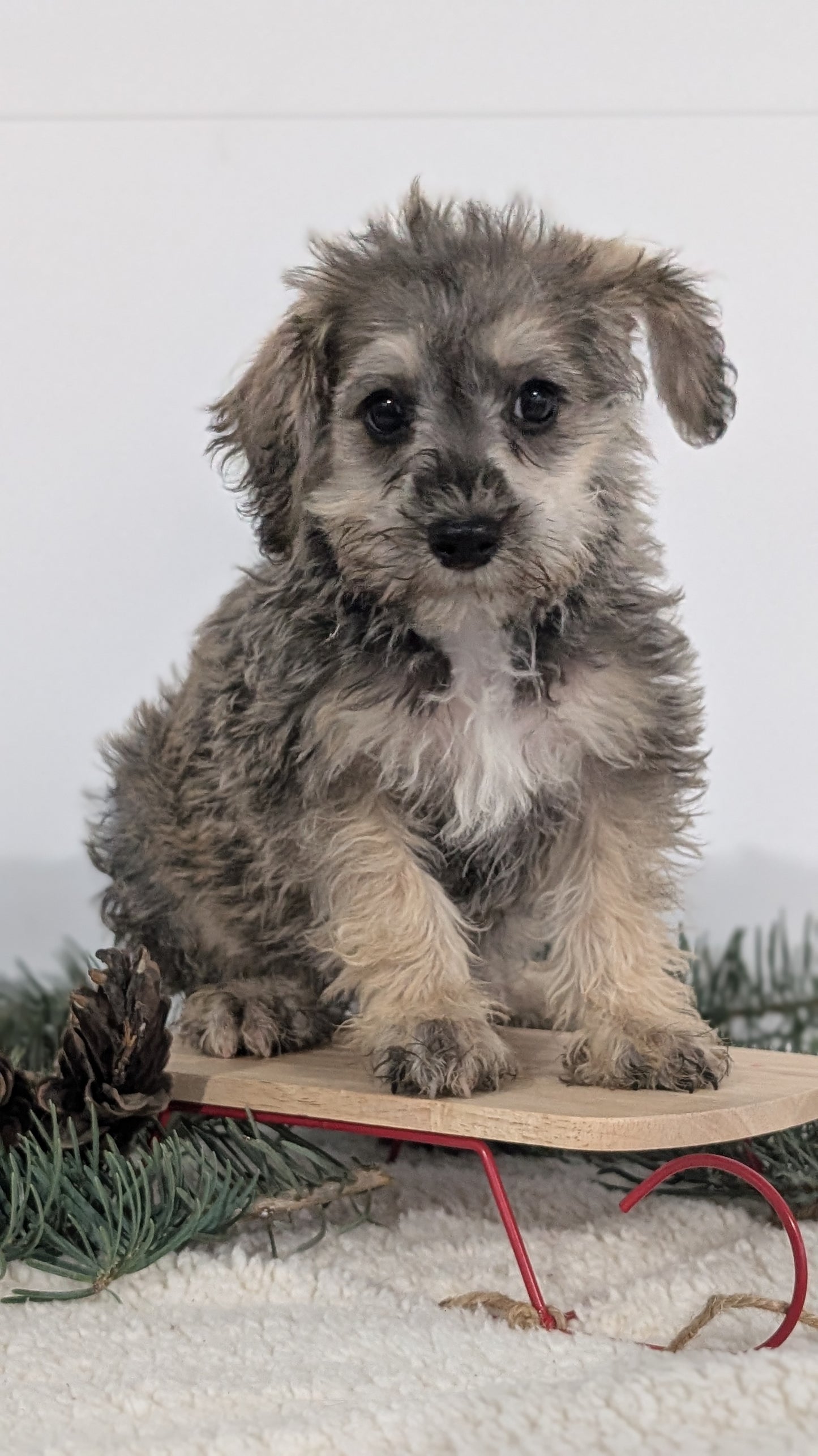SCHNOODLE (09/20) MALE