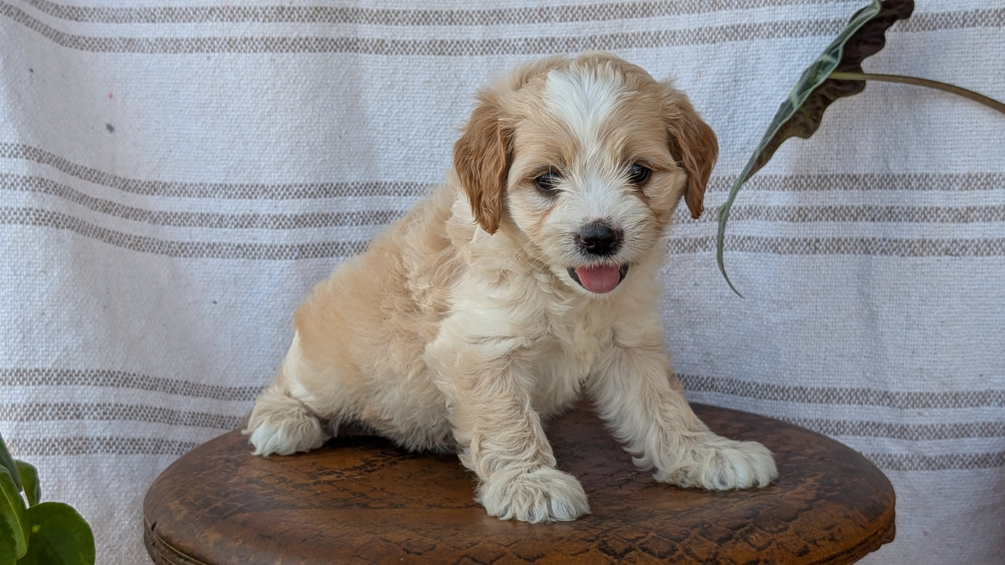 CAVAPOO (MAY 23) FEMALES