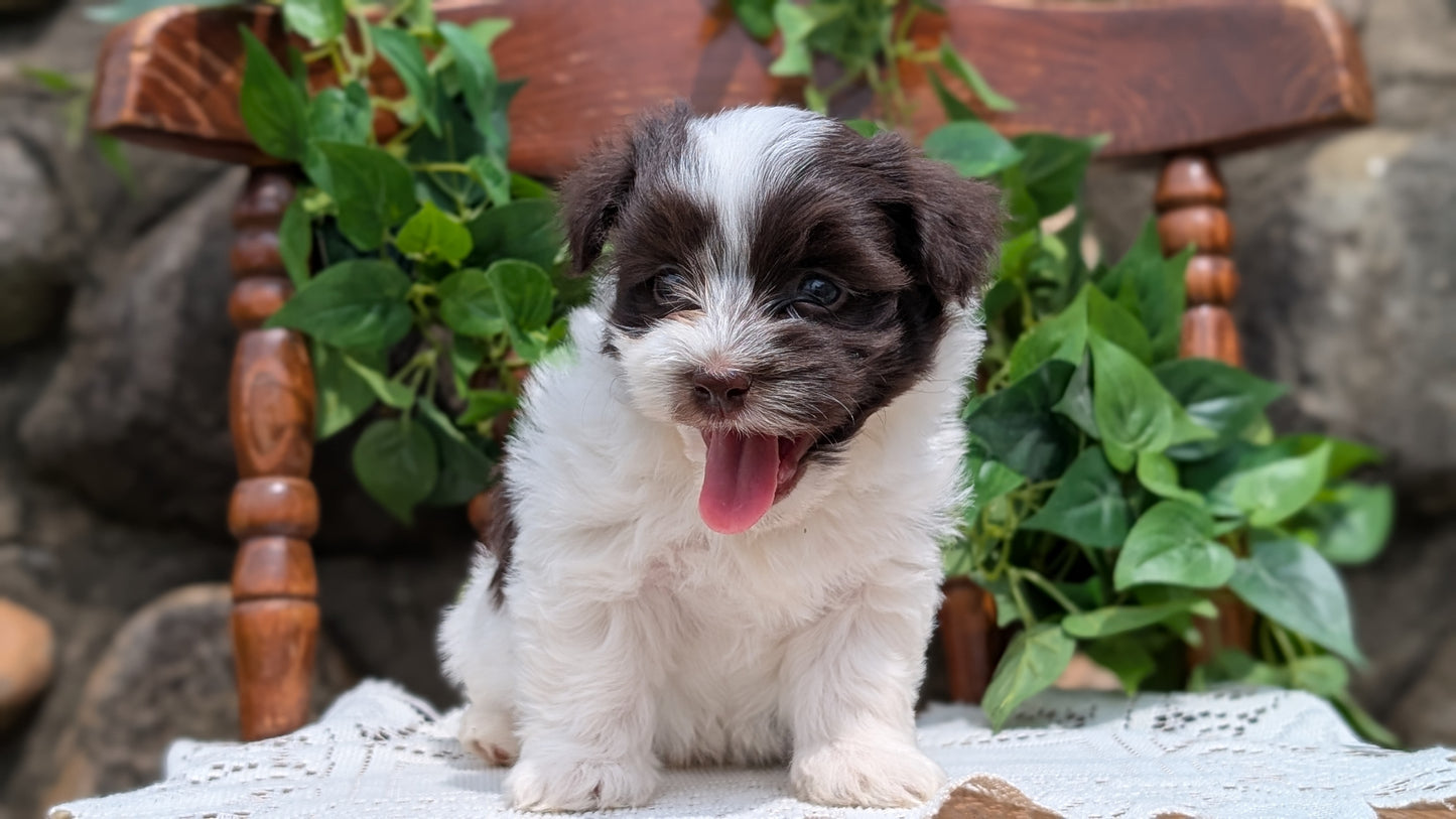 HAVANESE (APR 09) MALES