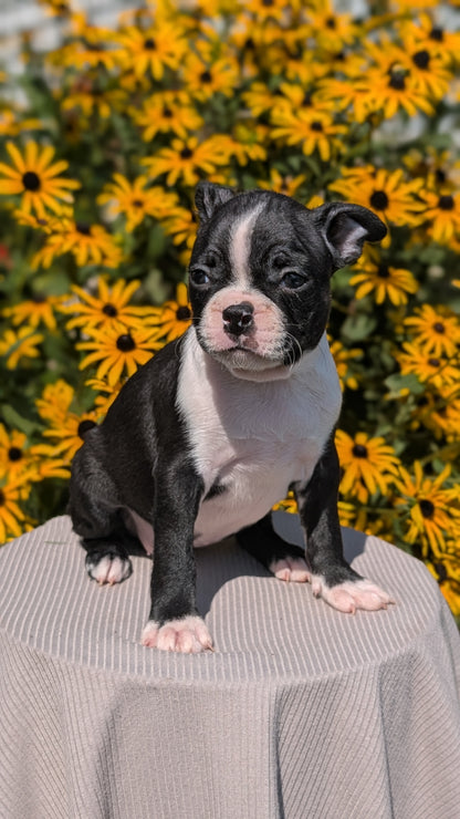 BOSTON TERRIER (JUL 11) 4 FEMALES/4 MALES