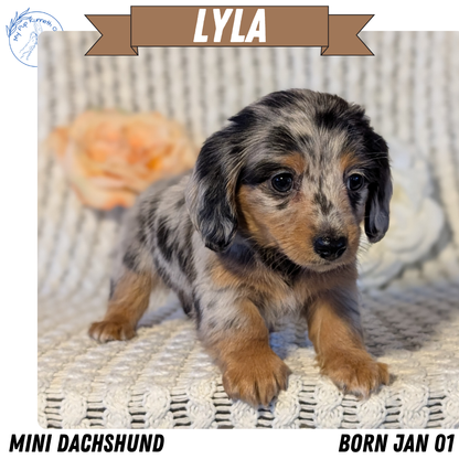 MINI DACHSHUND (JAN 01) FEMALES
