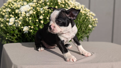 BOSTON TERRIER (JUL 11) 4 FEMALES/4 MALES