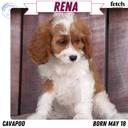 CAVAPOO (MAY 18) FEMALES