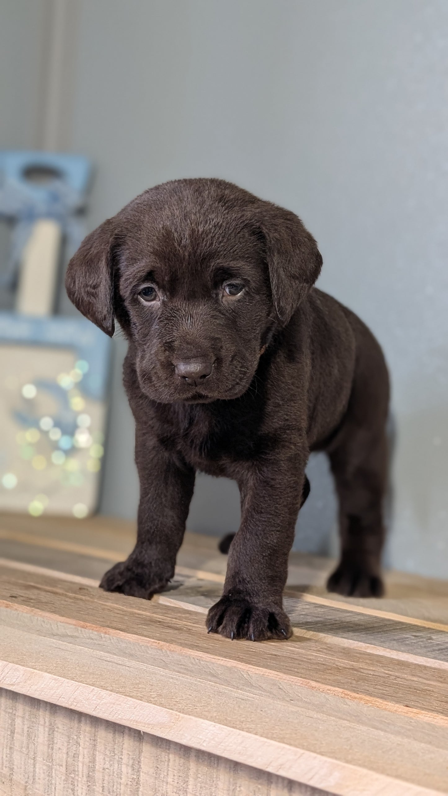 LABRADOR RETRIEVER (JAN 18) FEMALES