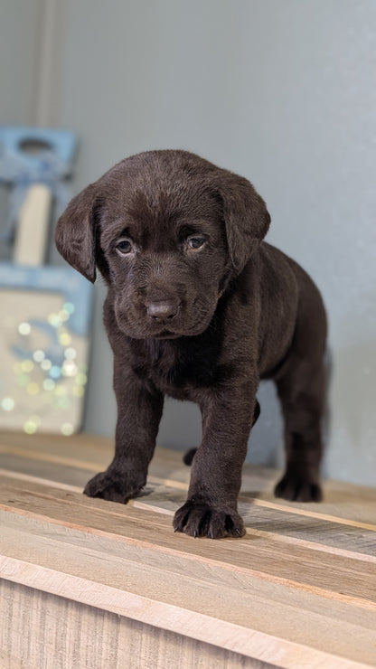 LABRADOR RETRIEVER (JAN 18) FEMALES