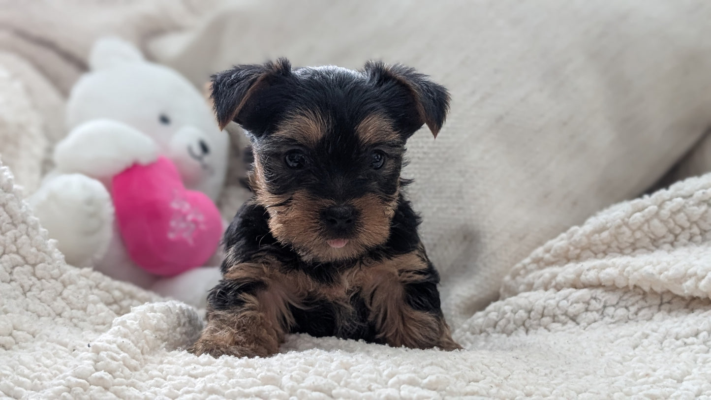 YORKSHIRE TERRIER (DEC 24) MALES