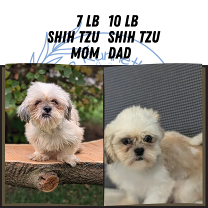 SHIH TZU (08/19) FEMALE