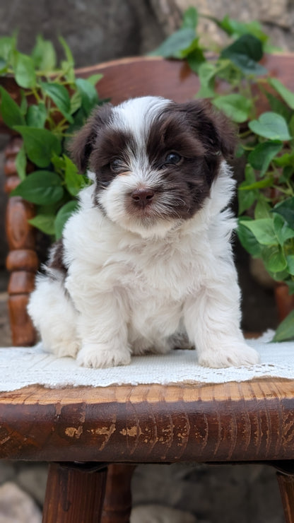 HAVANESE (APR 09) MALES