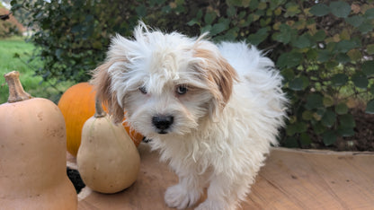 TEDDY BEAR (06/29) FEMALE