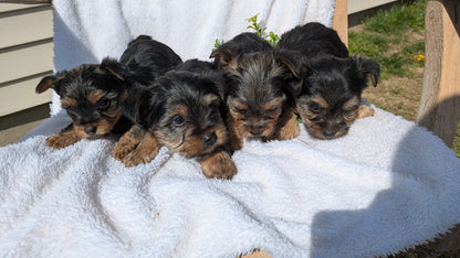 YORKSHIRE TERRIER (02/28) MALE