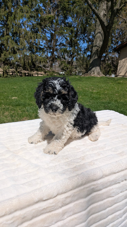 MINI BERNEDOODLE (02/09) MALE
