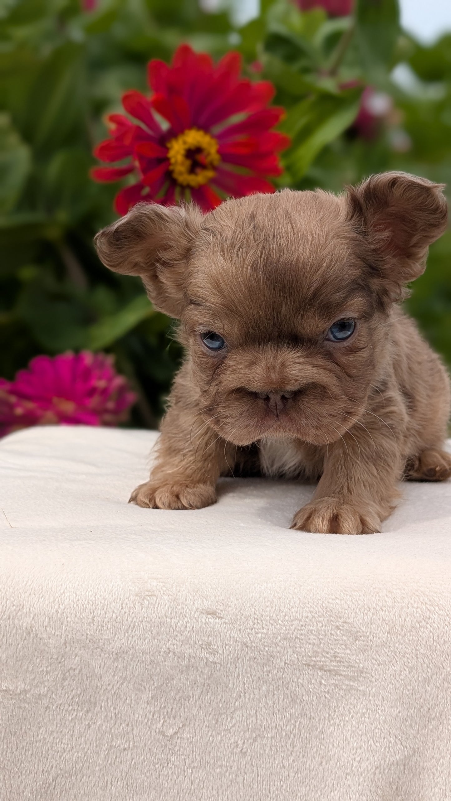 FRENCH BULLDOG (JUN 06) MALES