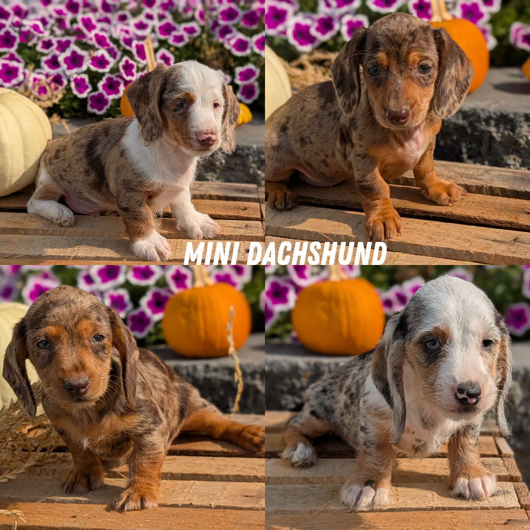 MINI DACHSHUND (08/19) FEMALE