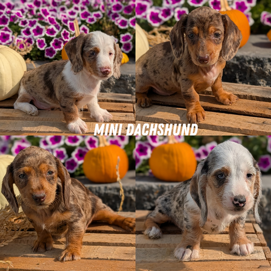 MINI DACHSHUND (08/19) FEMALE