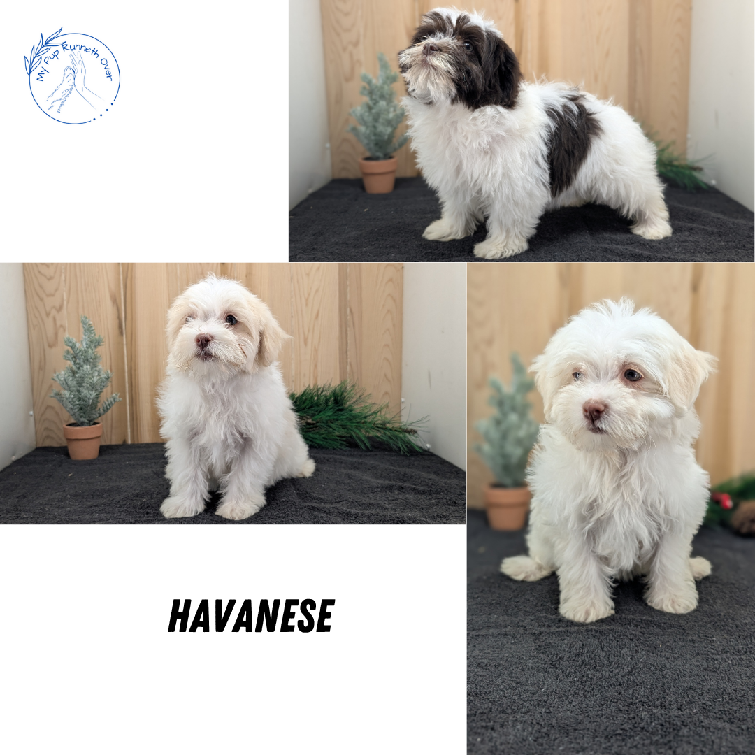 HAVANESE (09/13) FEMALE