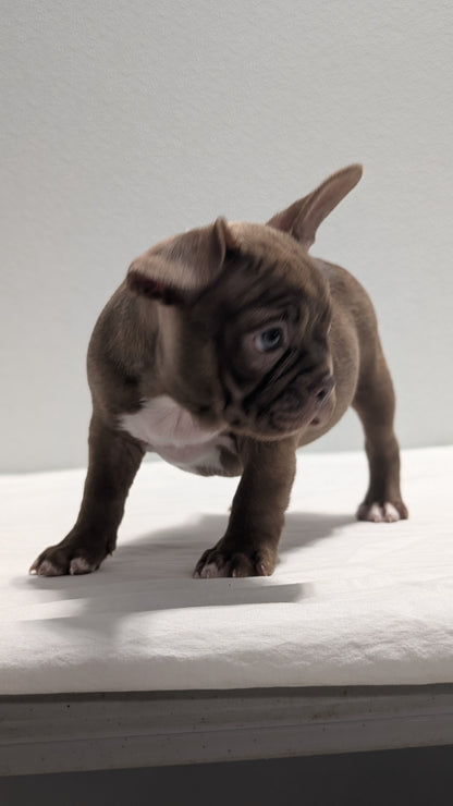 FRENCHTON (NOV 15) FEMALES