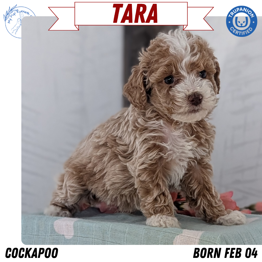 COCKAPOO (FEB 04) FEMALES