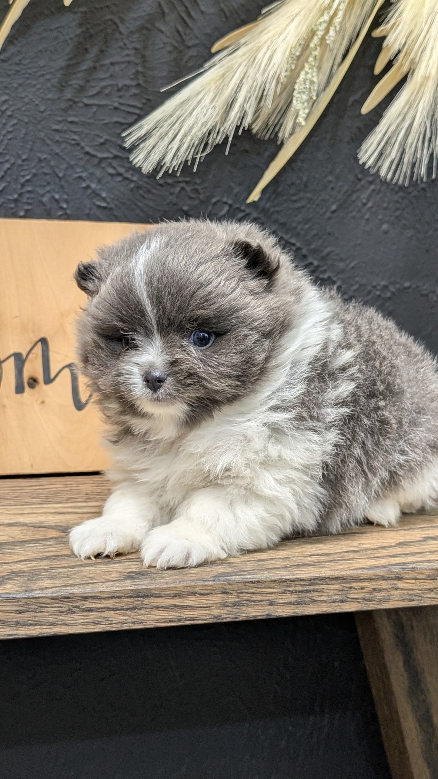 POMERANIAN (NOV 07) MALES