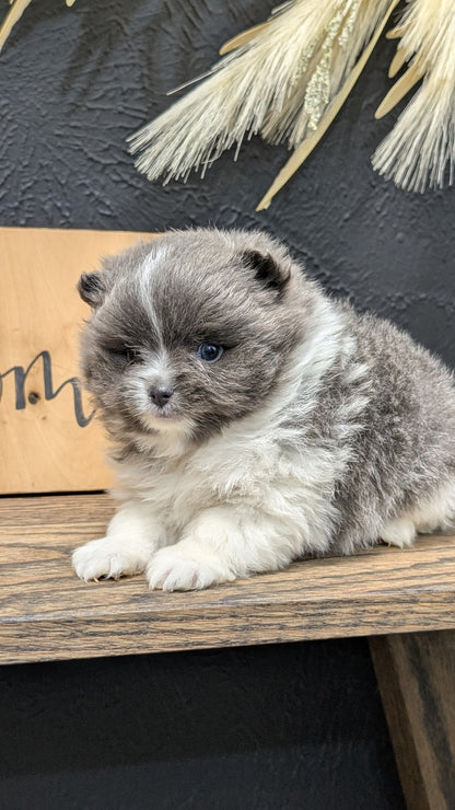 POMERANIAN (NOV 07) MALES