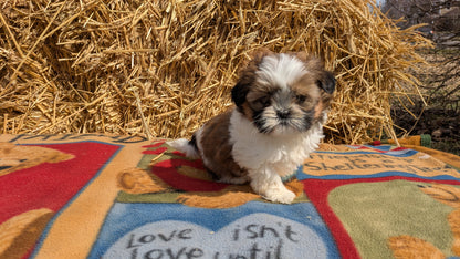 SHIH TZU (02/01) FEMALE