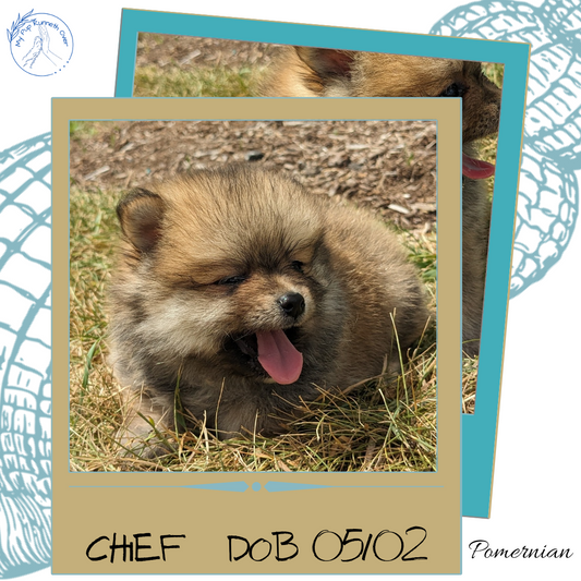 POMERANIAN (05/02) MALE