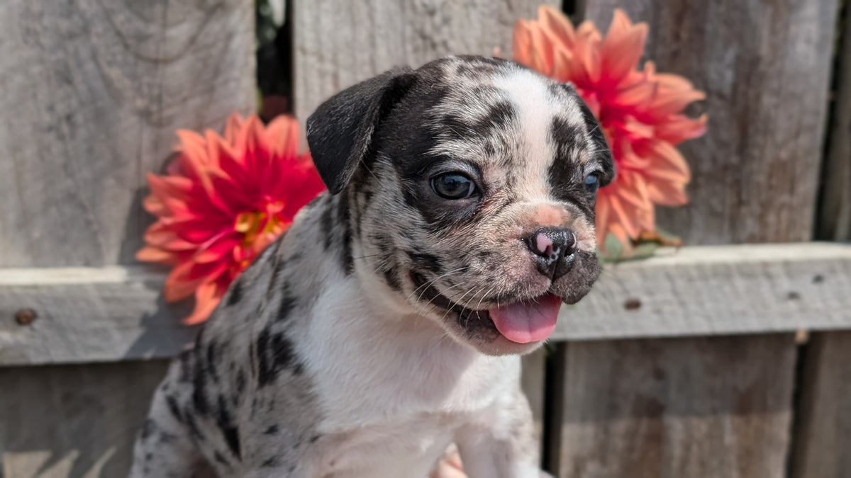 FRENCHTON (JUL 14) 2 MALES/1 FEMALE