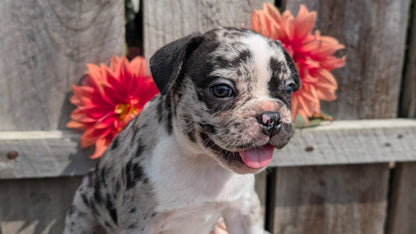 FRENCHTON (JUL 14) 2 MALES/1 FEMALE