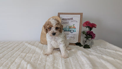 MINI POODLE (06/29) FEMALE