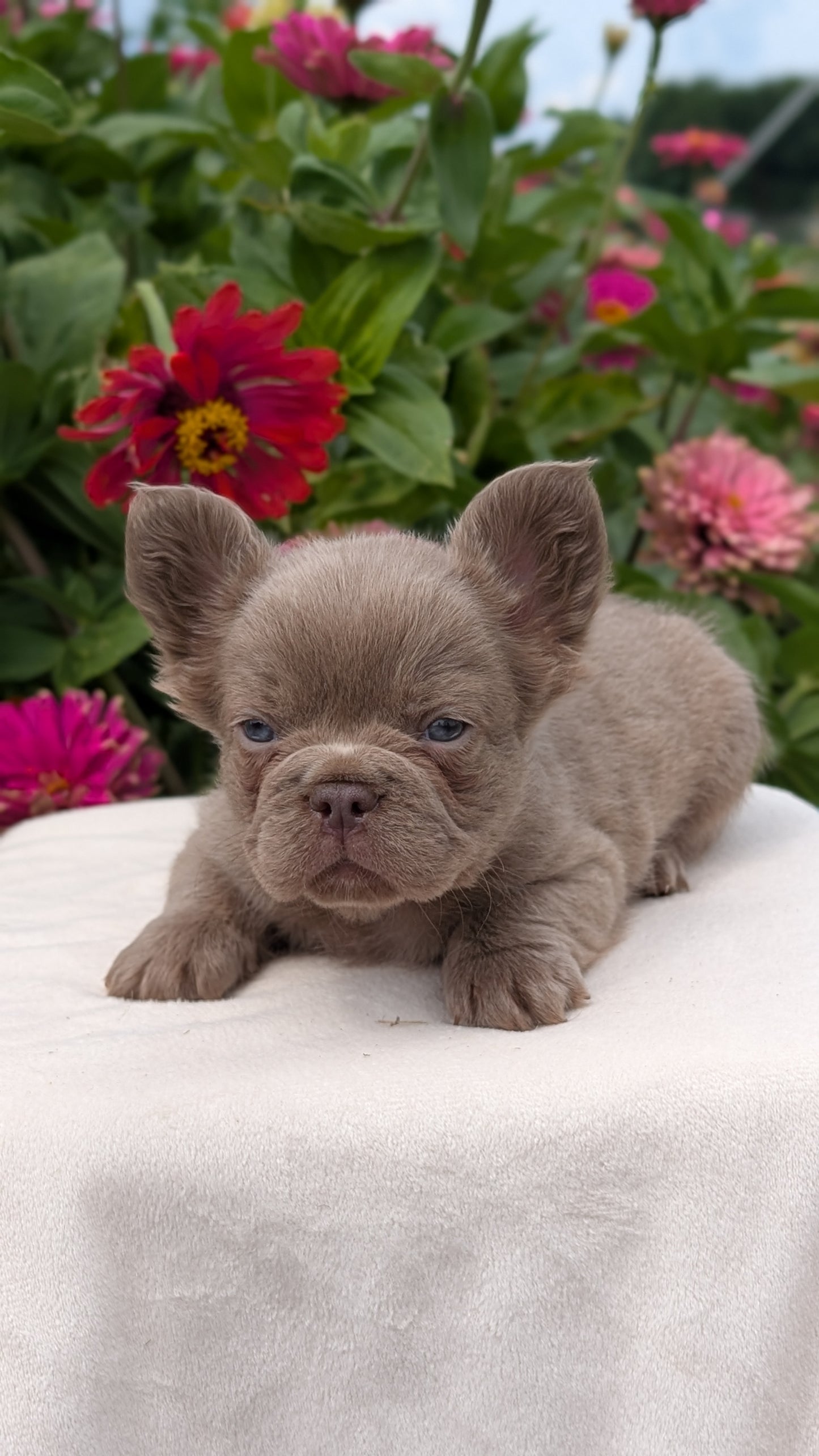 FRENCH BULLDOG (JUN 06) FEMALES
