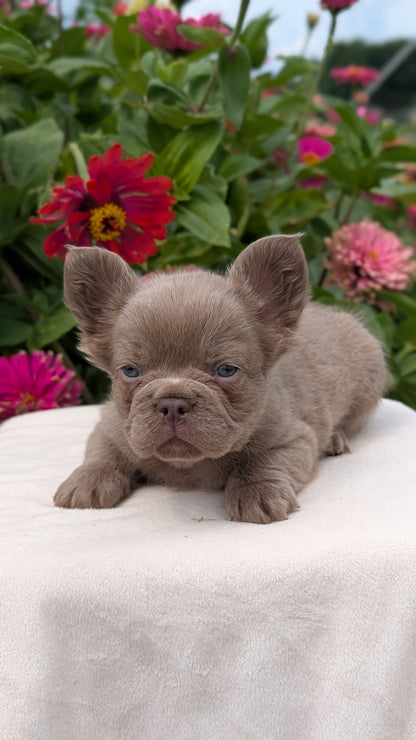 FRENCH BULLDOG (JUN 06) FEMALES