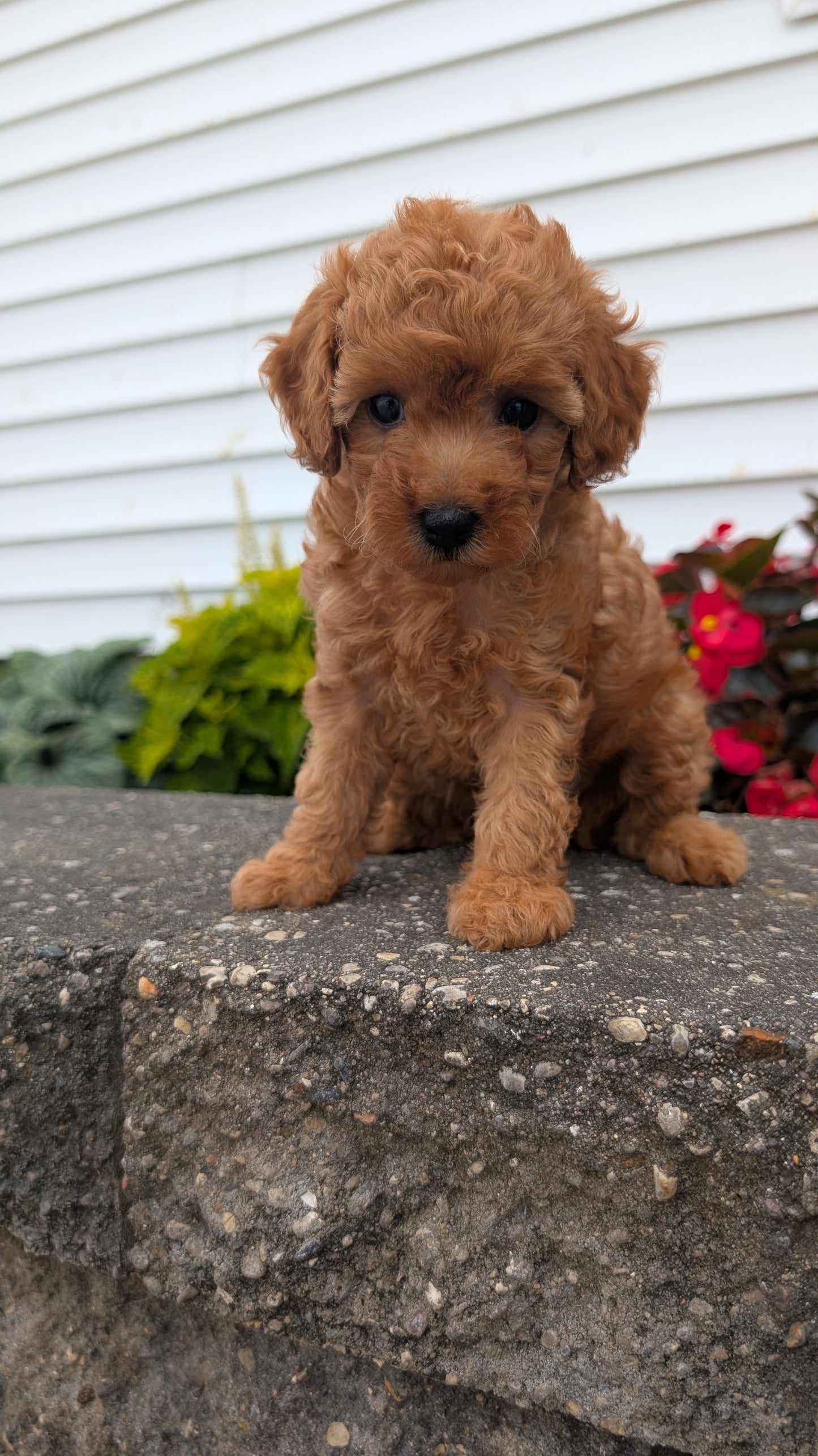TOY POODLE (07/04) FEMALE