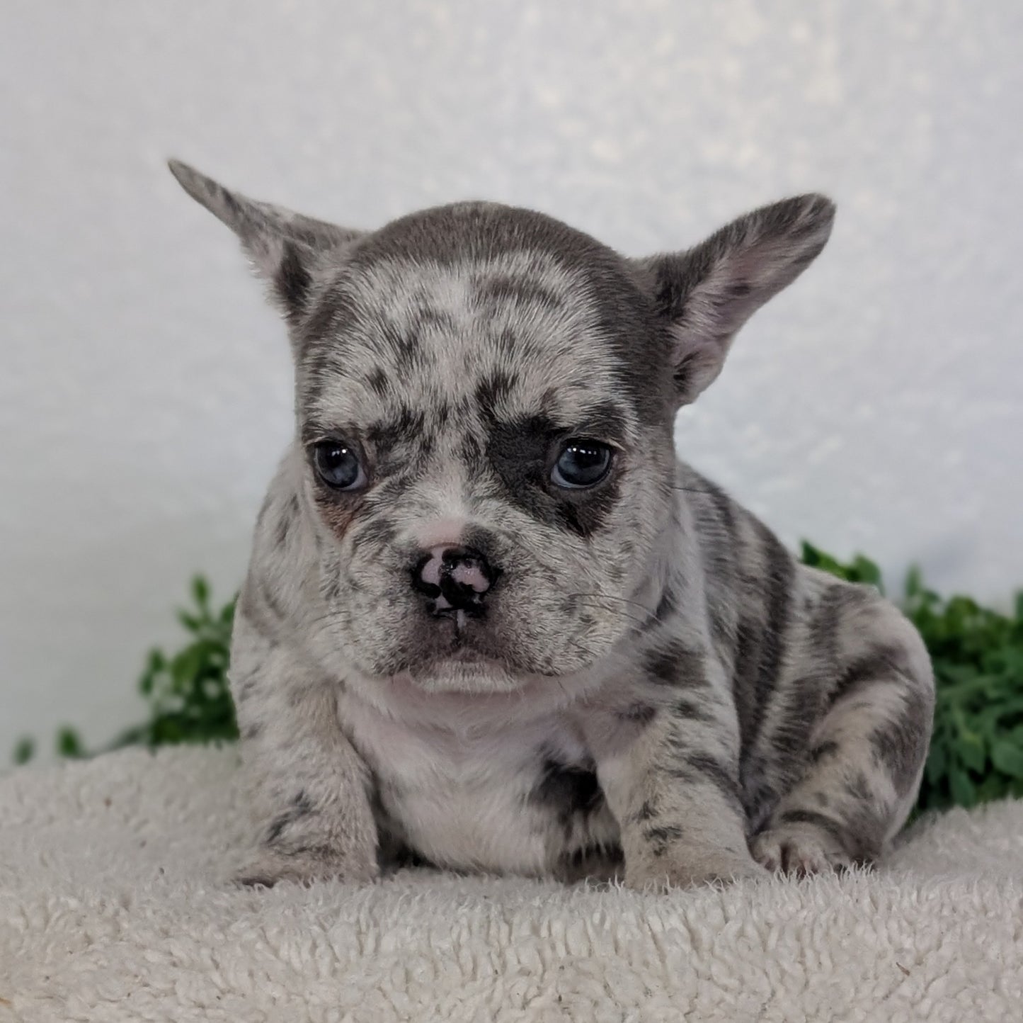 FRENCH BULLDOG (FEB 16) FEMALES