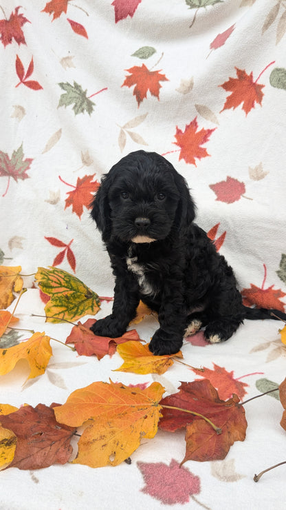 COCKAPOO (08/03) MALE
