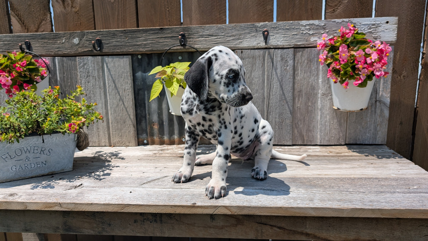 DALMATIAN (06/09) FEMALE