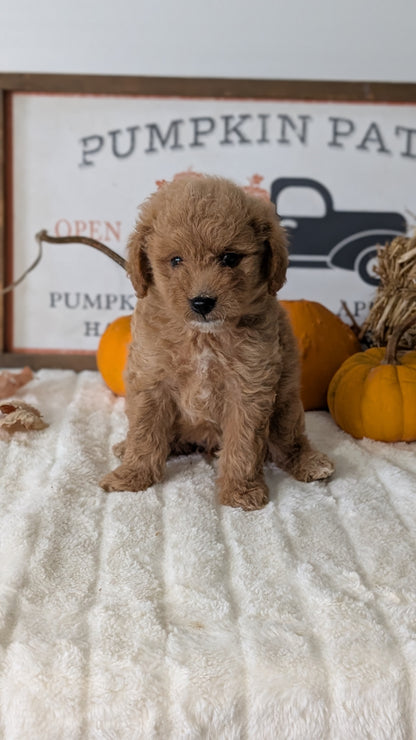 MINI GOLDENDOODLE (AUG 13) 6 MALES/3 FEMALES