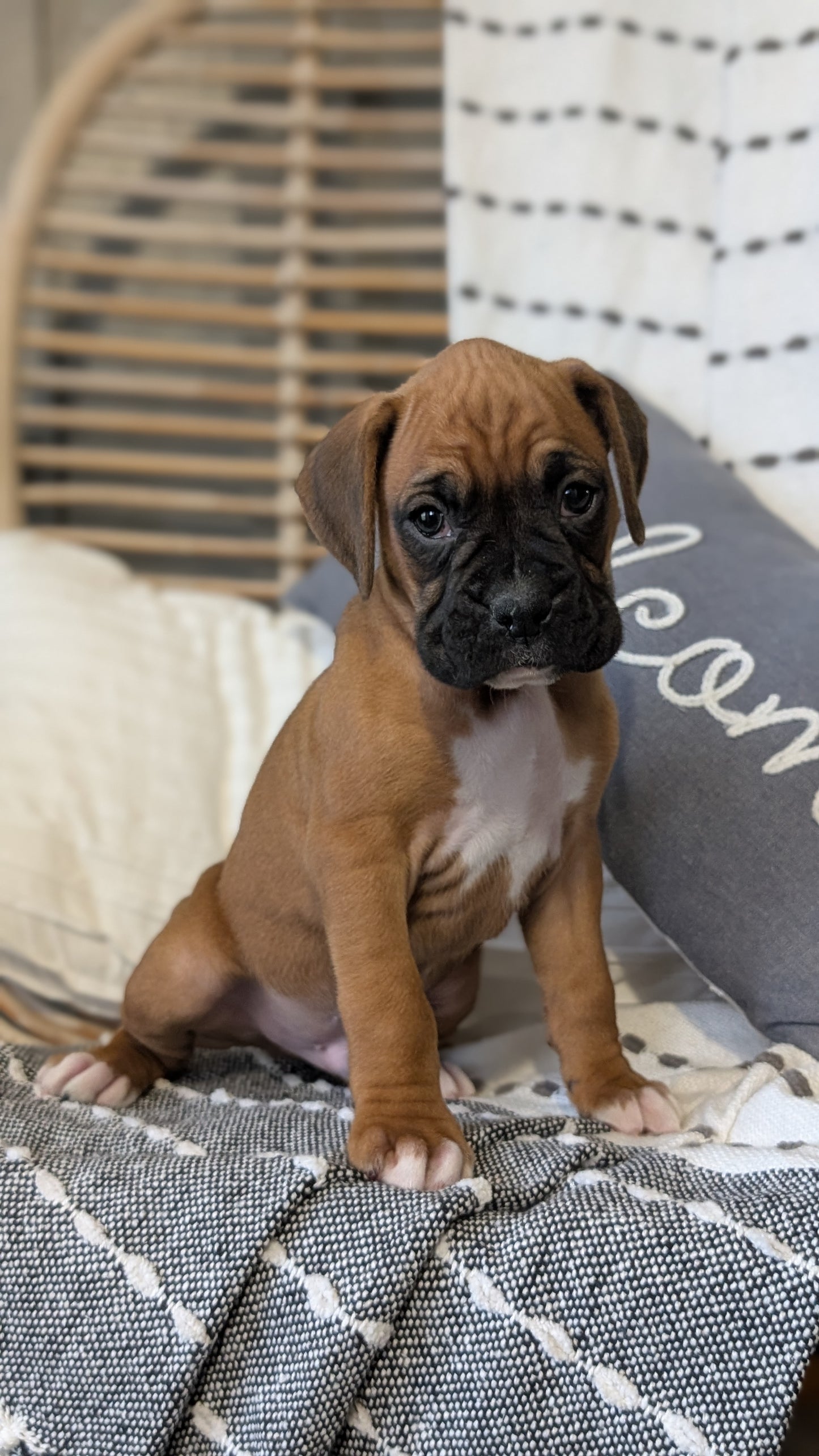 BOXER (OCT 12) MALES